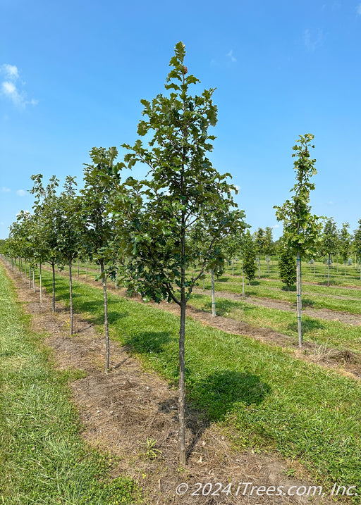 KB Crystal Oak grows in a nursery row with green leaves.