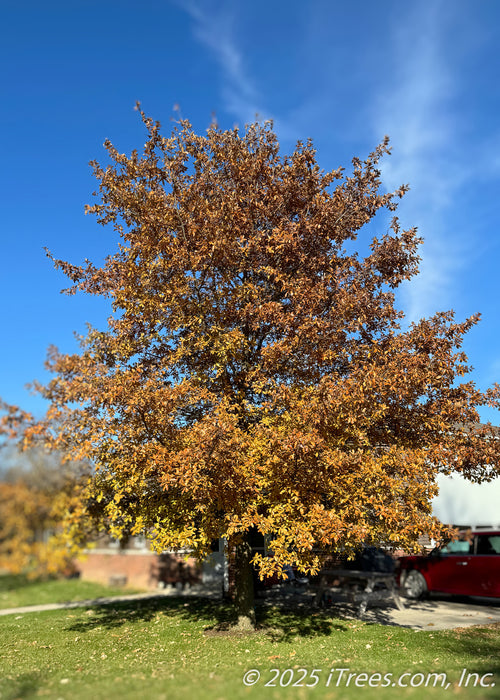 Shingle Oak in autumn with burnt orange fall color which complements the bright blue sky.