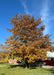 Shingle Oak in autumn with burnt orange fall color which complements the bright blue sky.