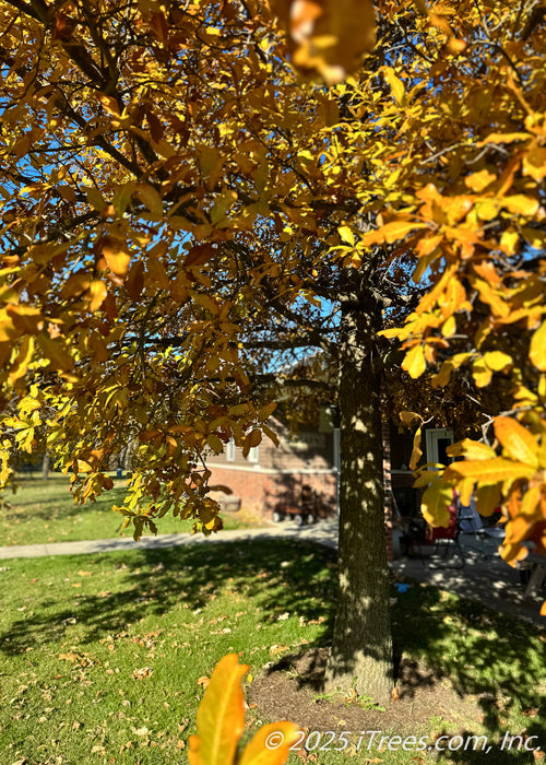 Closeup trunk and lower canopy. Showing the tree's oval, smooth-edged, shiny leaves that have a yellowish-orange hue, with flecks of green showing the changing fall color.
