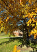 Closeup trunk and lower canopy. Showing the tree's oval, smooth-edged, shiny leaves that have a yellowish-orange hue, with flecks of green showing the changing fall color.