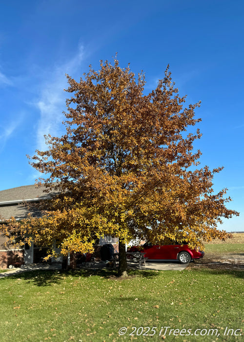 Shingle Oak in autumn with burnt orange fall color which complements the bright blue sky.