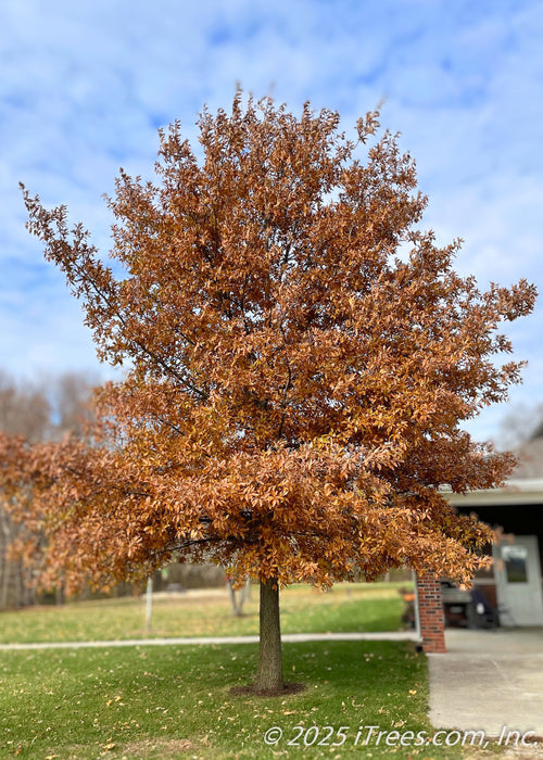 Shingle Oak in autumn growing near a patio, seen with burnt orange fall color which complements the bright blue cloudy sky.