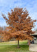 Shingle Oak in autumn growing near a patio, seen with burnt orange fall color which complements the bright blue cloudy sky.