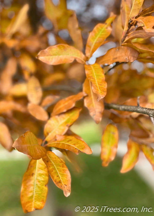 Closeup of long, smooth edged shiny leaves with a yellowish-orange hue, with flecks of green showing the changing fall color.