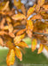 Closeup of long, smooth edged shiny leaves with a yellowish-orange hue, with flecks of green showing the changing fall color.