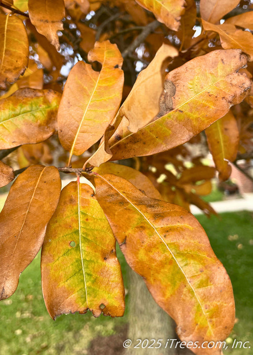Shingle Oak