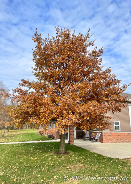 Shingle Oak in autumn with burnt orange fall color.