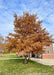 Shingle Oak in autumn with burnt orange fall color.