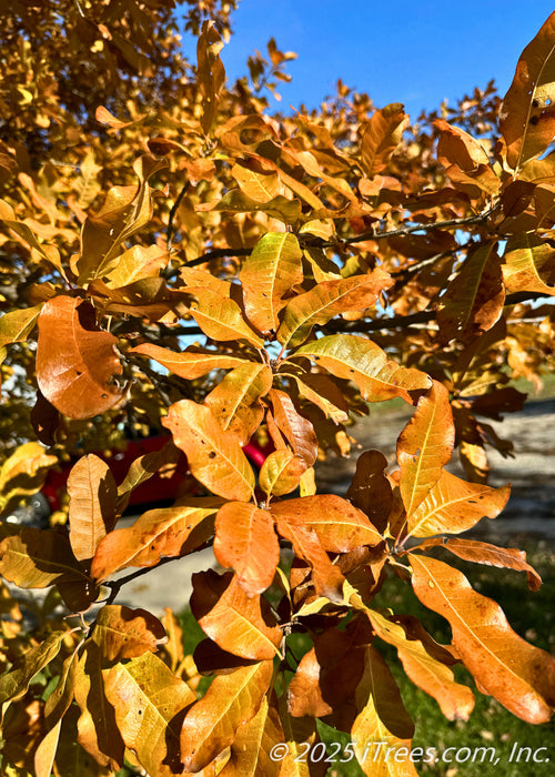 Closeup of long, smooth edged shiny leaves with a yellowish-orange hue, with flecks of green showing the changing fall color.