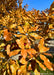 Closeup of long, smooth edged shiny leaves with a yellowish-orange hue, with flecks of green showing the changing fall color.