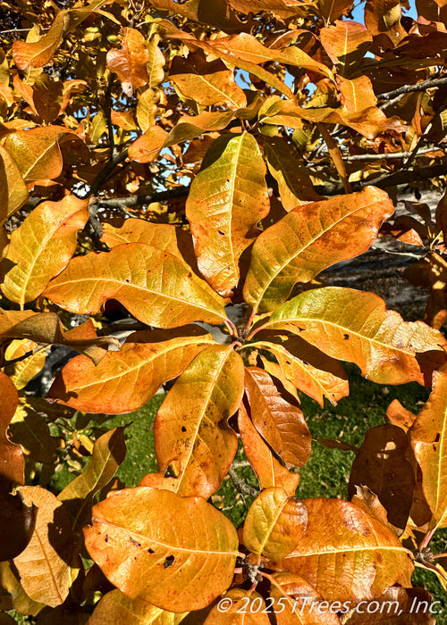 Closeup of long, smooth edged shiny leaves with a yellowish-orange hue, with flecks of green showing the changing fall color.