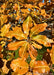 Closeup of long, smooth edged shiny leaves with a yellowish-orange hue, with flecks of green showing the changing fall color.