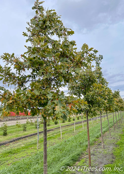 A row of White Oak with green leaves at the nursery.