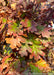 Closeup of changing fall leaves.
