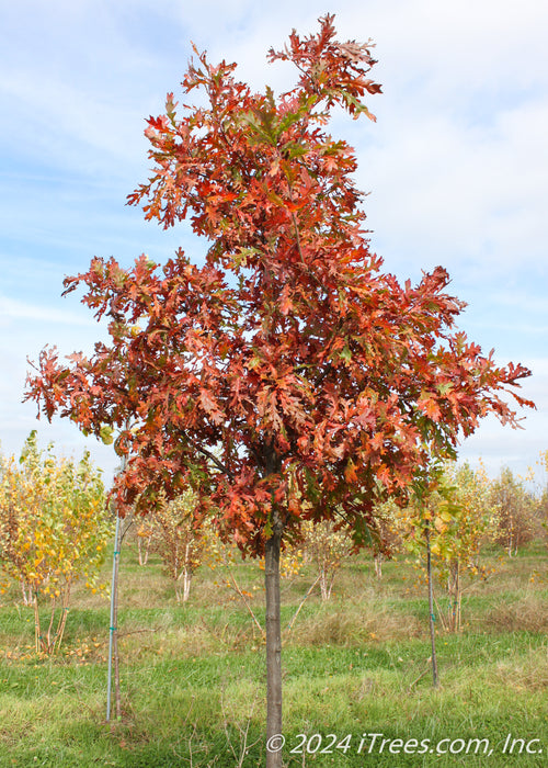 White Oak at the nursery with fall color.