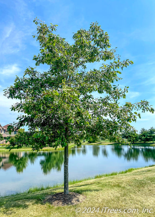 White Oak with green leaves planted along a retaining pond in a subdivision.