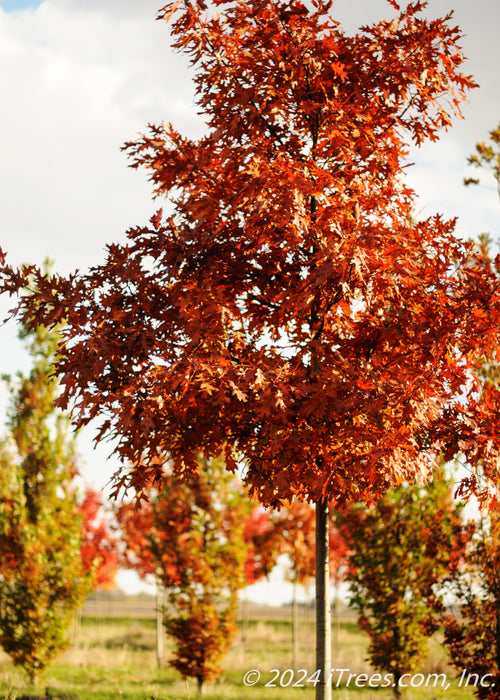 White Oak at the nursery in fall with red leaves.
