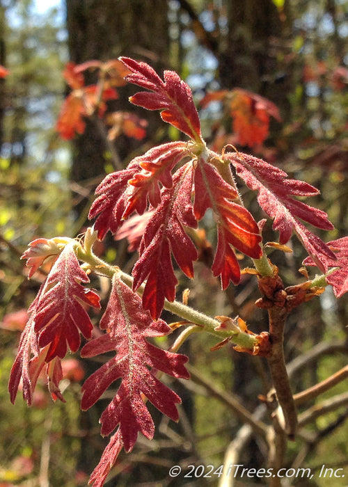 Closeup of newly emerged red fuzzy leaves.