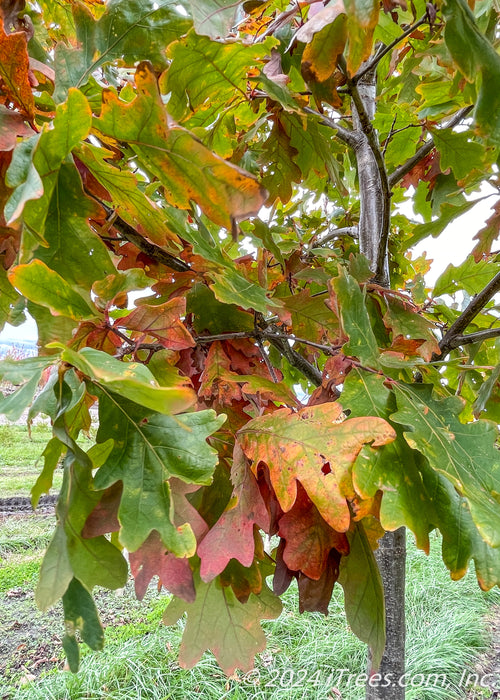 Closeup of changing leaves in fall from green to a rusty red-orange.