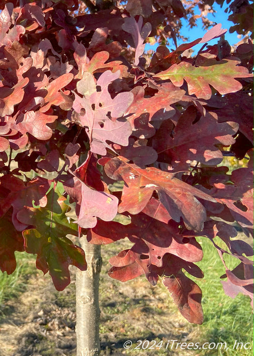 Closeup of red leaves.