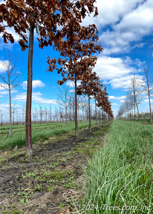 View from the ground of a row of White Oak trunks at the nursery in fall.