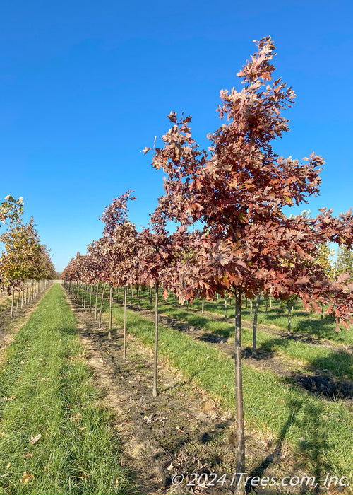 A row of White Oak at the nursery with red fall color.