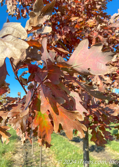 Closeup of fall leaves.