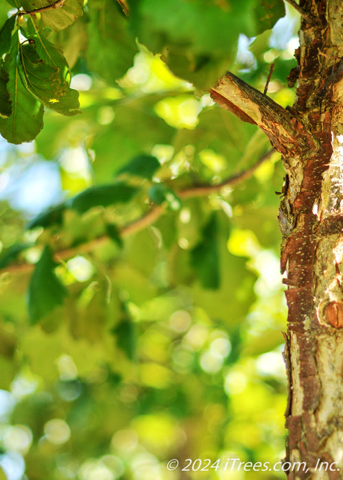 Closeup of peeling flaking bark and green leaves.