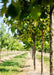 Closeup of a row of Swamp White Oak at the nursery zoomed in on trunks and lower canopy of green leaves.