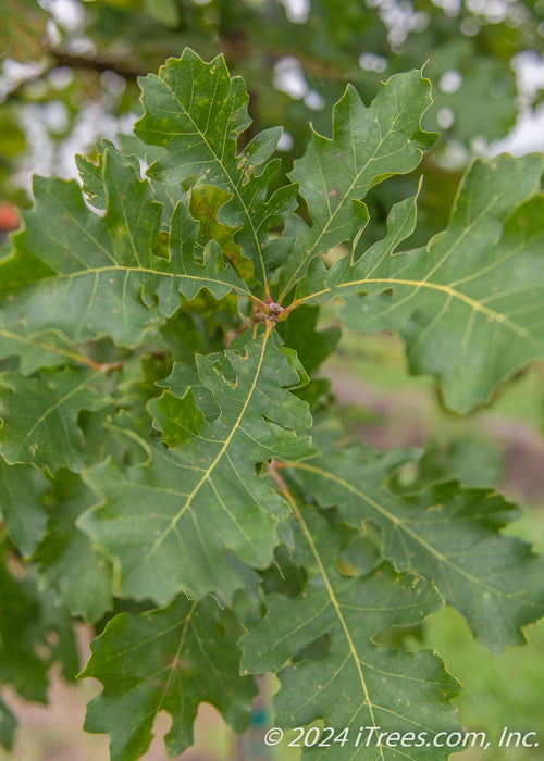 Closeup of green leaves.