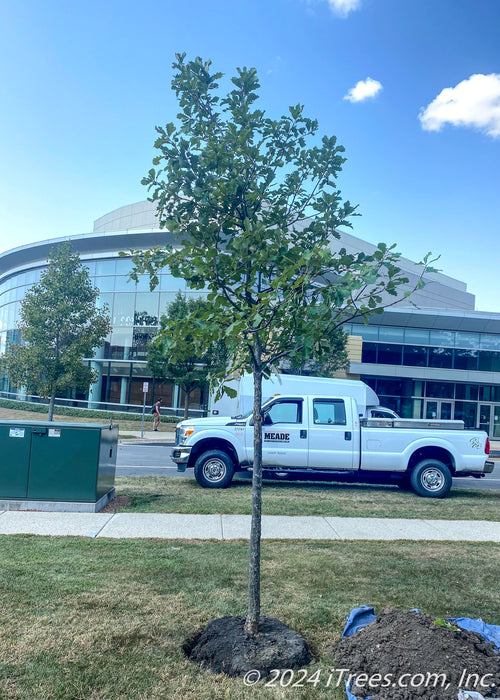 A newly planted Swamp White Oak with green leaves planted on a college campus.