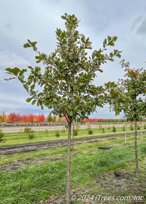 A Swamp White Oak at the nursery with green leaves.