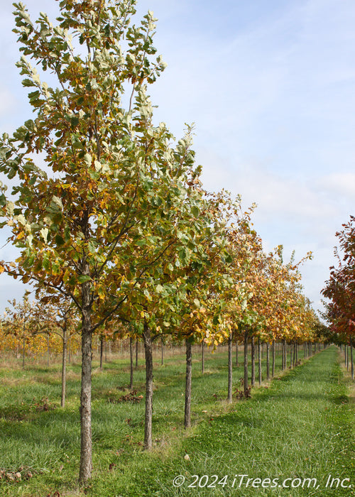 Quercus Phellos Fall Color Quercus Bicolor Fall Color Swamp White Oak, Quercus Bicolor