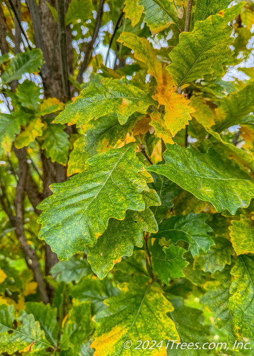 Closeup of changing fall color from green to yellow.
