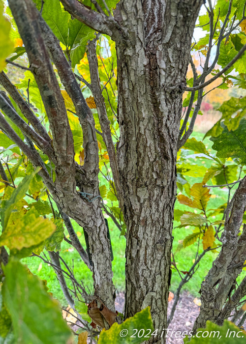 Closeup of inner trunk and branching showing tightly branched form.