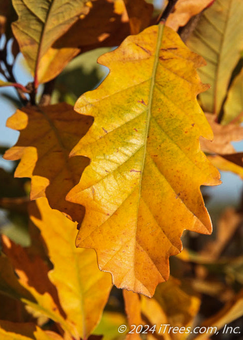 Closeup of yellow fall color.