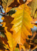 Closeup of yellow fall color.