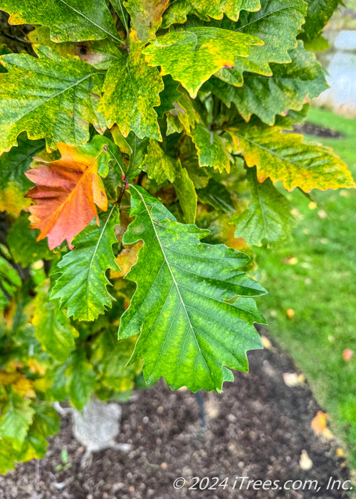 Closeup of shiny leaves showing changing fall color from green to yellow.