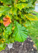 Closeup of shiny leaves showing changing fall color from green to yellow.