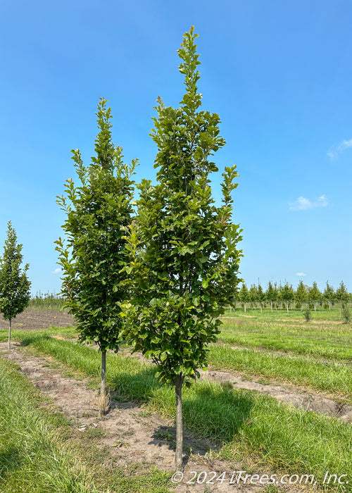 Beacon Oak grows in a nursery row with rich green leaves, grass strips between rows of trees and blue skies in the background. 