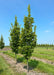 Beacon Oak grows in a nursery row with rich green leaves, grass strips between rows of trees and blue skies in the background. 