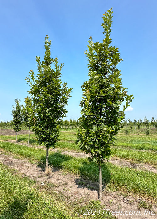 Beacon Oak grows in a nursery row with rich green leaves, grass strips between rows of trees and blue skies in the background. 