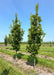 Beacon Oak grows in a nursery row with rich green leaves, grass strips between rows of trees and blue skies in the background. 