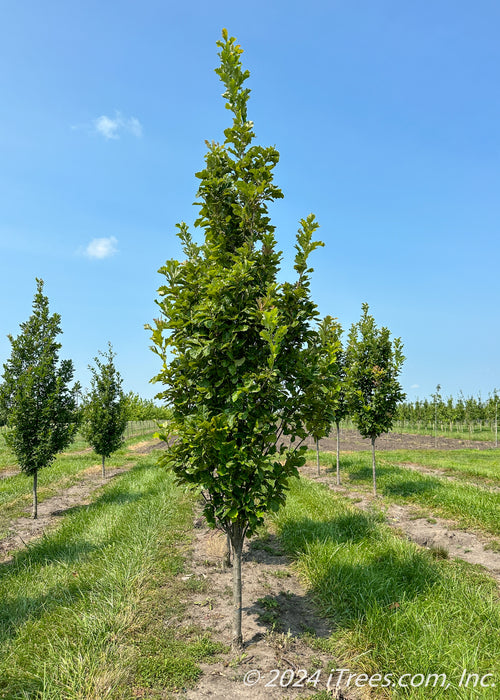 Beacon Oak grows in a nursery row with rich green leaves, grass strips between rows of trees and blue skies in the background. 