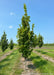 Beacon Oak grows in a nursery row with rich green leaves, grass strips between rows of trees and blue skies in the background. 