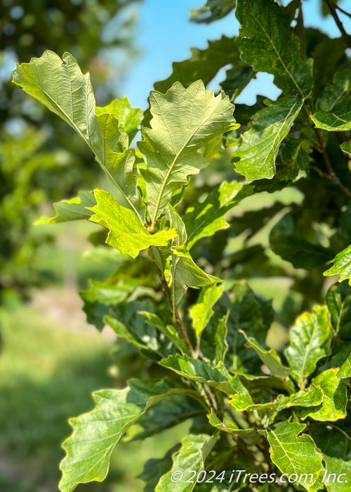 Closeup of underside of Beacon Oak's green leaf.