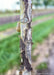 Closeup of textured trunk showing grey smooth bark, contrasted by dark brown patches of peeling bark.