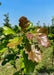 Newly emerged leaves appear dark red transitioning to shiny bright green.