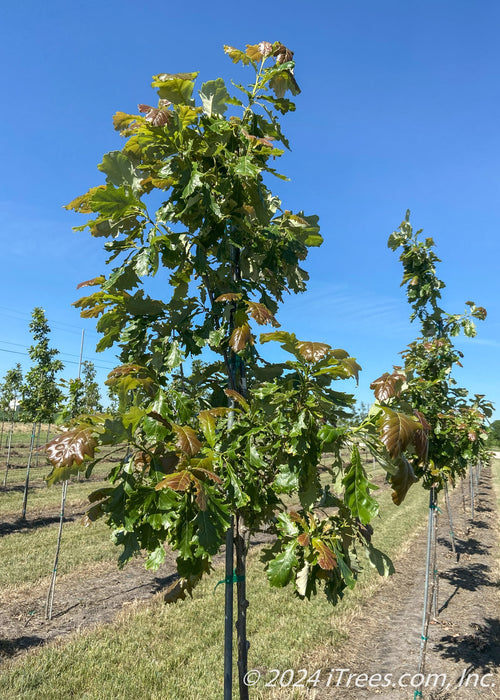 American Dream Oak grows in the nursery with shiny green leaves. 